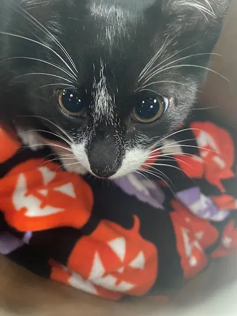Oreo - Domestic Short Hair