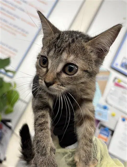 Alora - Domestic Short Hair