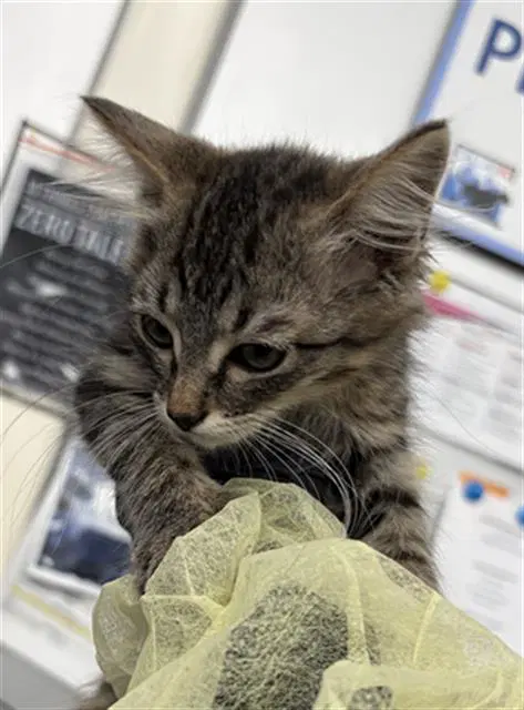 Myer - Domestic Short Hair