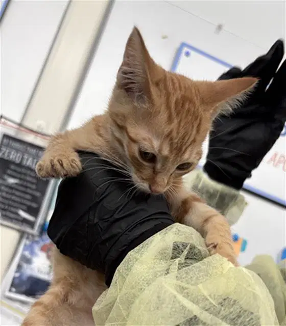 Koa - Domestic Short Hair