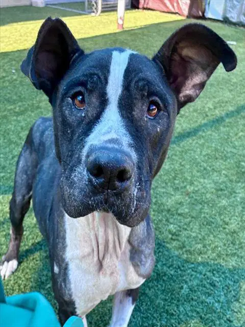 Lillibet - Pit Bull Terrier
