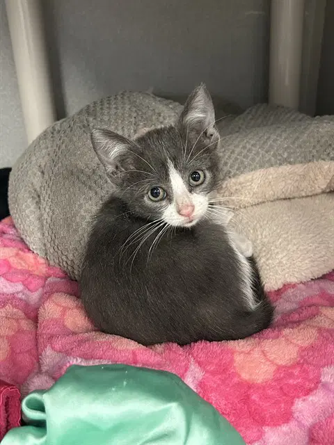 Moonie - Domestic Short Hair