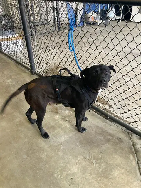 Oreo - Labrador Retriever