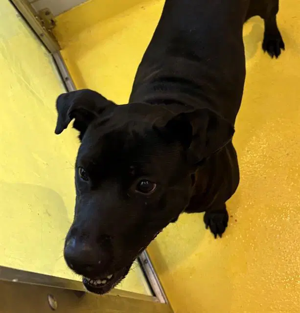 Oreo - Labrador Retriever