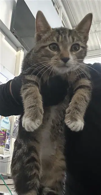 Maverick - Domestic Short Hair