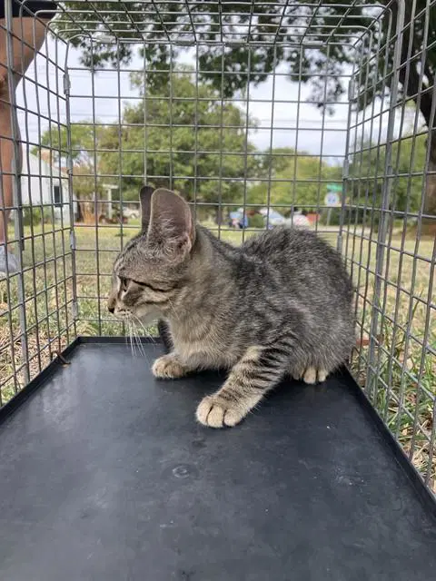 Mazzy - Domestic Short Hair