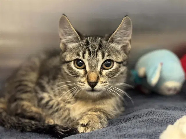 Mazzy - Domestic Short Hair