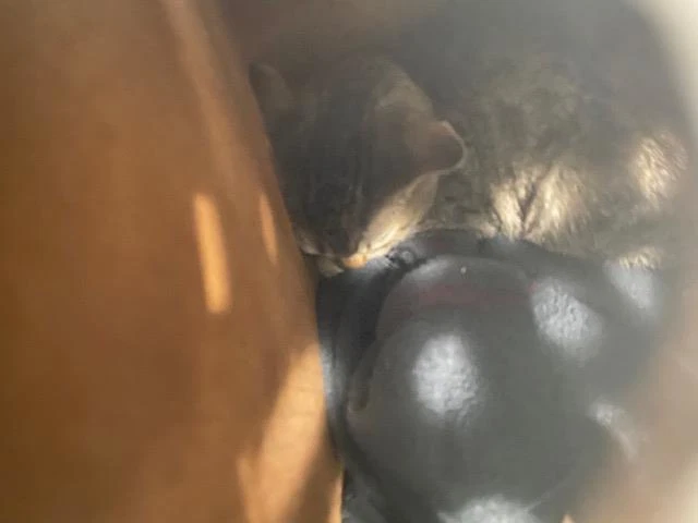 Sam