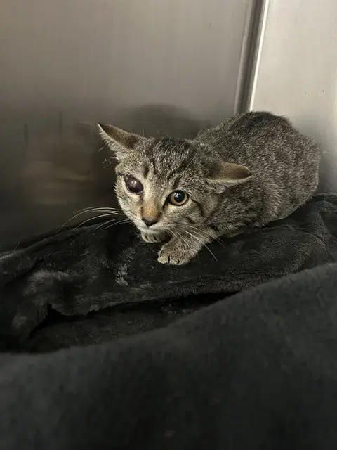 Sam - Domestic Short Hair