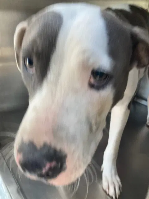 Ursula - Pit Bull Terrier