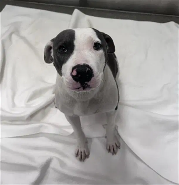 Ursula - Pit Bull Terrier