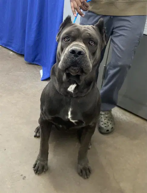 Costco - Cane Corso Mastiff