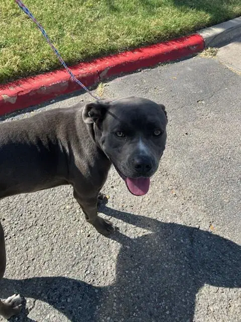 Homie - American Pit Bull Terrier