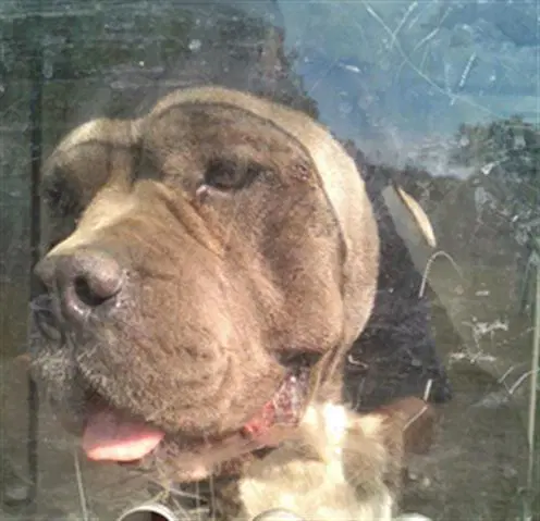 Stone - Pit Bull Terrier