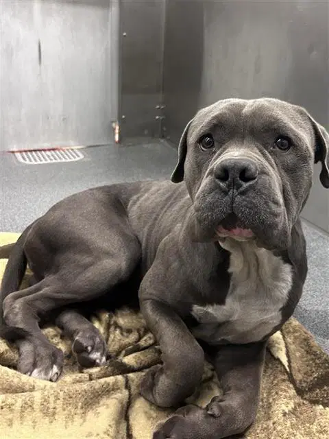 Stone - Pit Bull Terrier