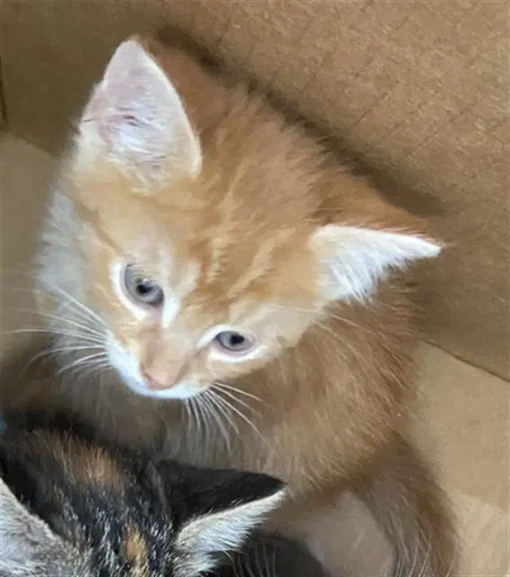 Naranja - Domestic Short Hair