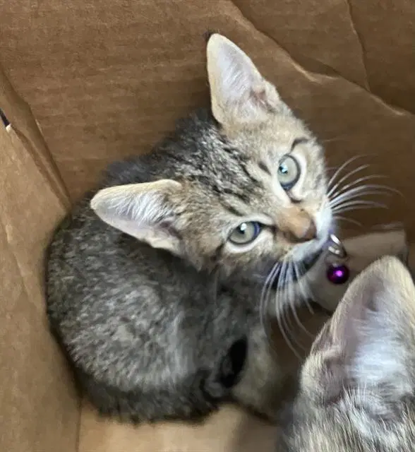 Morado - Domestic Short Hair