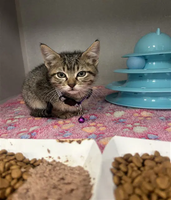 Morado - Domestic Short Hair