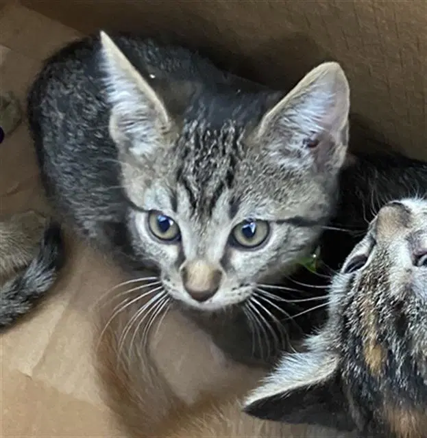 Verde - Domestic Short Hair
