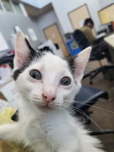 Bones - Domestic Medium Hair