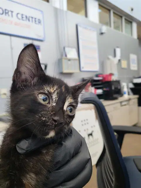 Wednesday - Domestic Medium Hair