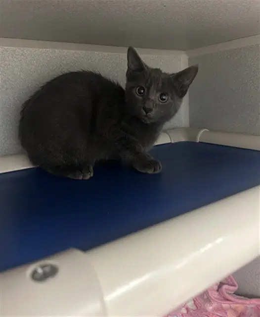 Fabio - Domestic Medium Hair