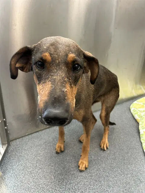 Katy - Doberman Pinscher