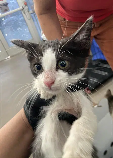 Mortimer - Domestic Short Hair