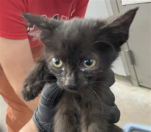 Minnie - Domestic Short Hair