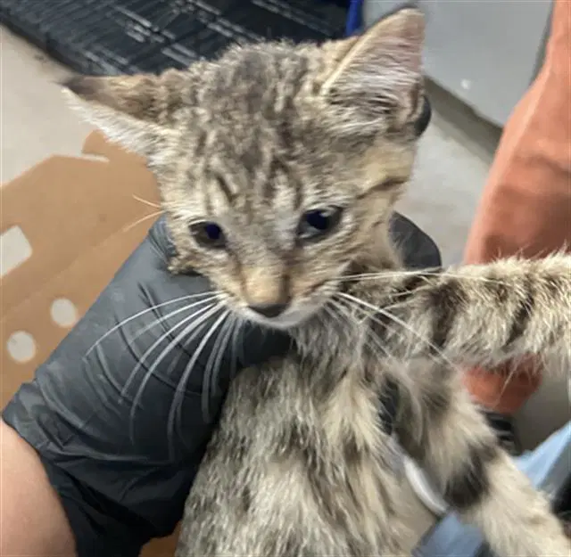 Dale - Domestic Short Hair
