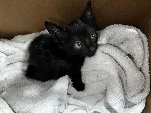 Misty - Domestic Medium Hair