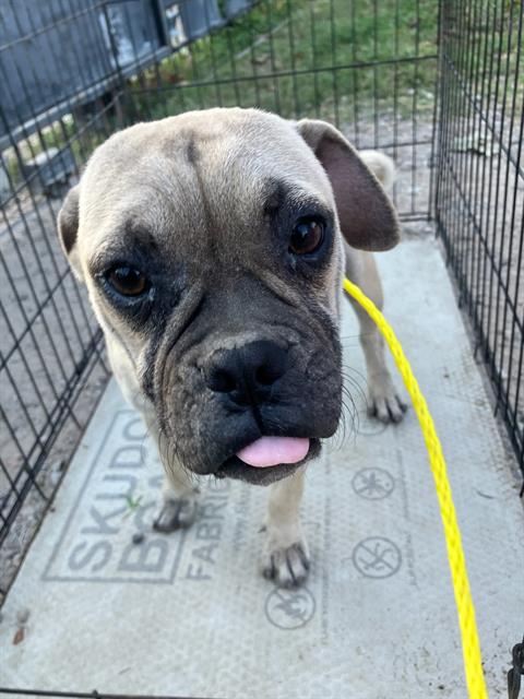 ZEUS