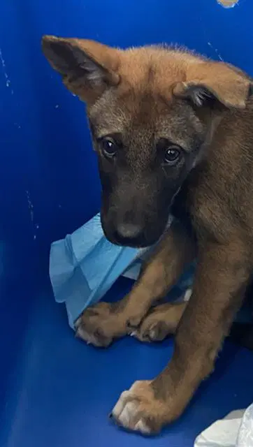 Teddy - German Shepherd Dog