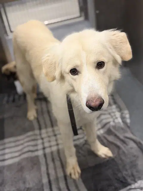 Joe - Great Pyrenees