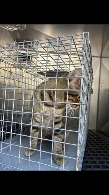 Pakoda - Domestic Short Hair