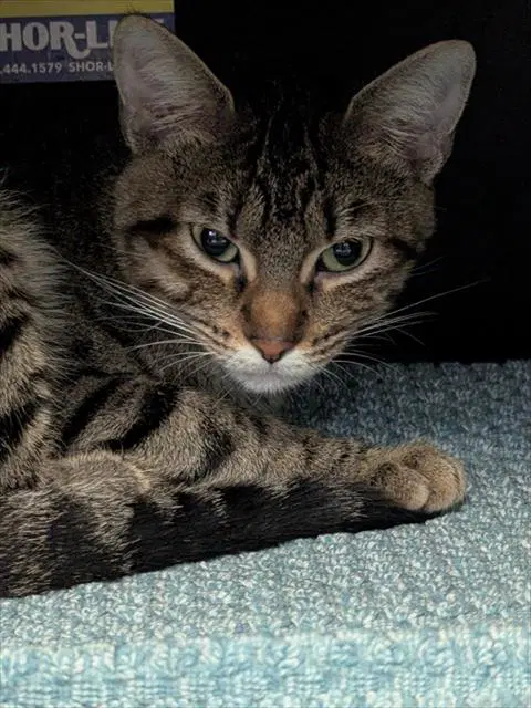 Pakoda - Domestic Short Hair