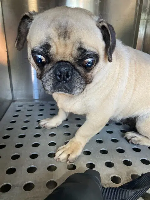 Flucy - Pug