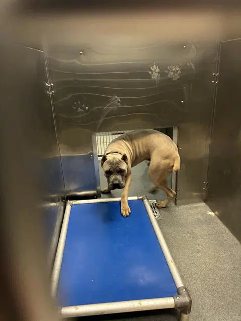 Thor - Cane Corso Mastiff