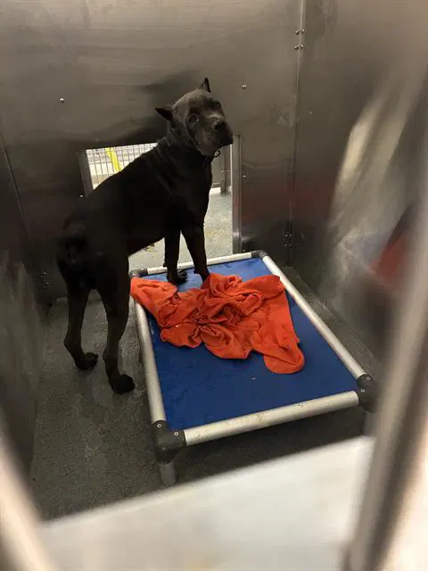 Luca - Cane Corso Mastiff