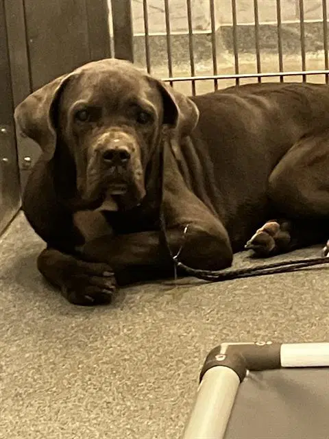 Storm - Cane Corso Mastiff
