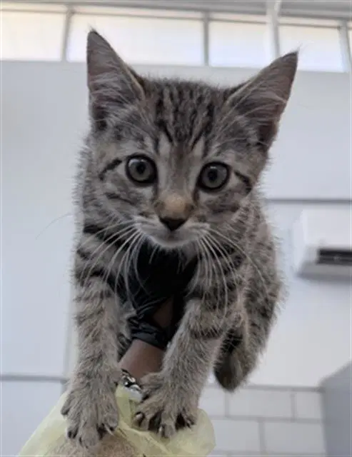Billie - Domestic Short Hair