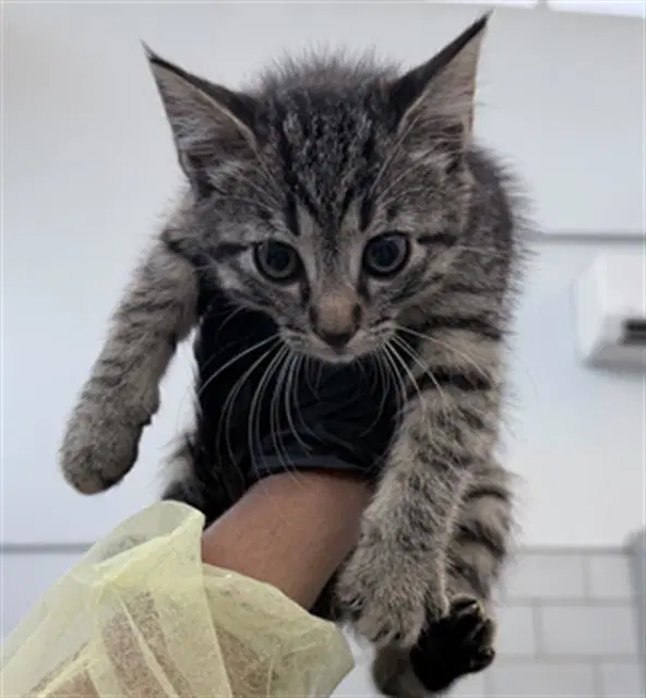 Doja - Domestic Short Hair