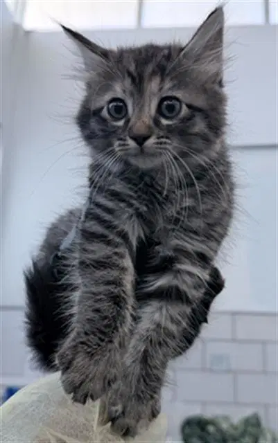 Sabrina - Domestic Medium Hair
