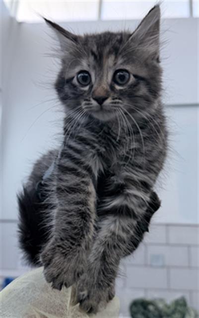 Sabrina