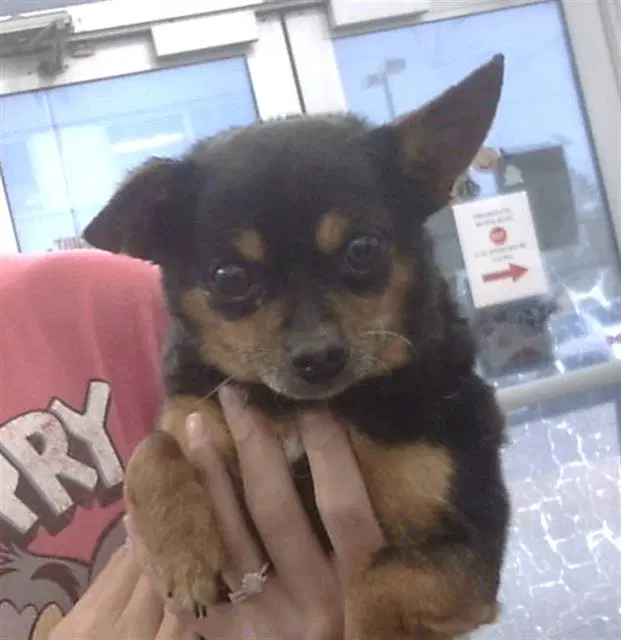 Koobah - Chihuahua
