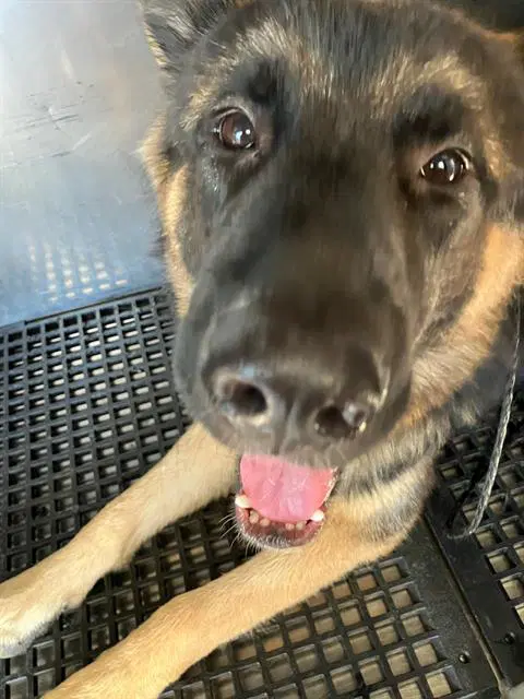 June - German Shepherd Dog