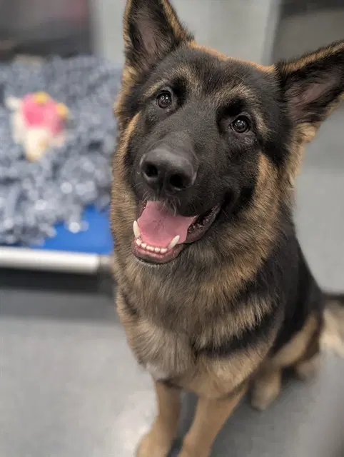 June - German Shepherd Dog
