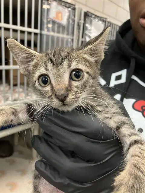 Fire - Domestic Short Hair