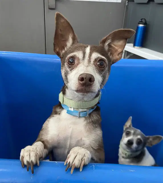 Buster - Chihuahua