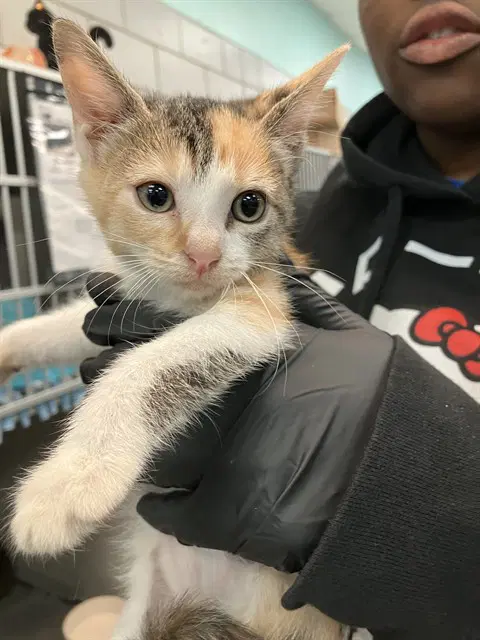 Sun - Domestic Short Hair